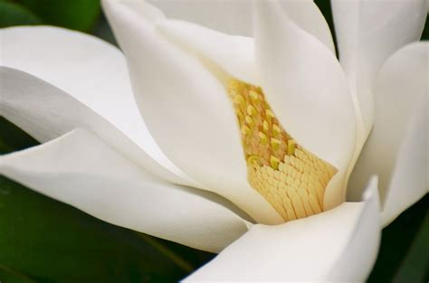Free Image on Pixabay - Magnolia, Tree, Nature, Plant | White magnolia, Magnolia, White magnolia ...