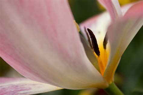 Anatomy Of A Tulip 19 Megan Campbell Flickr
