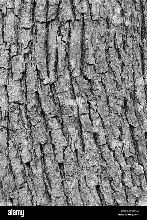 Ash Tree Bark With Cracks And Texture Stock Photo Alamy