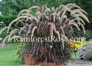 Pennisetum Xadvena Rubrum Purple Fountain Ornamental Grasses Zone 9 10