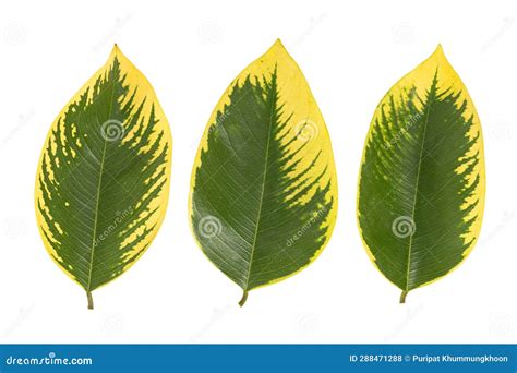 Green And Yellow Leaves Pattern Autumn Plant Leaf Isolated On White