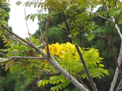Plantfiles Pictures Gold Medallion Tree Cassia Leptophylla By Metros