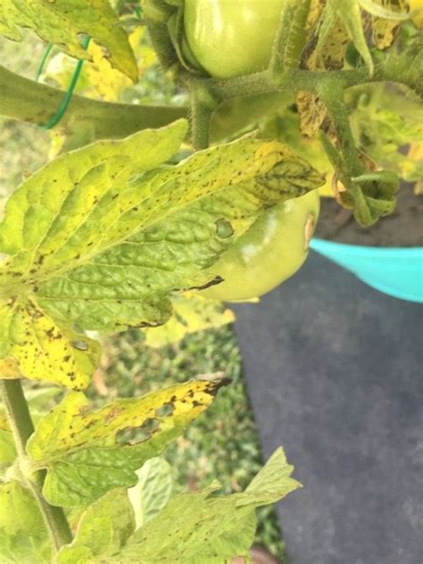 Leaf Spot On Tomato Plant Diseases Plant Leaves Turning Yellow