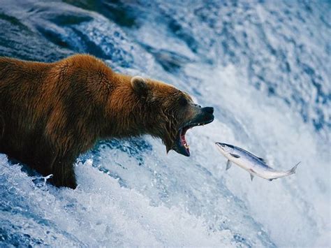 Photographer Joel Sartore Biography National Geographic Bear