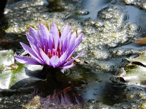 Purple Water Lily Flower In A Pond Stock Image Image Of Lily Nature