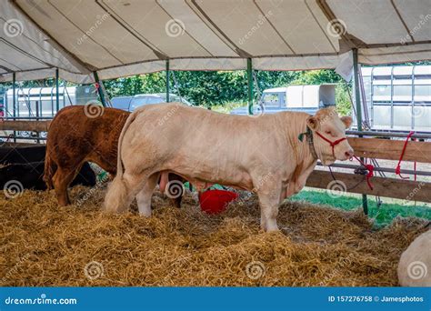 Agricultural Show Uk Editorial Stock Photo Image Of Handlers 157276758