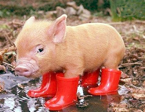 Is Anything More Adorable Than These 15 Baby Pigs 8 Is The Cutest