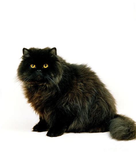 Full Grown Black Persian Cat Persian Cat Drawing Persian Cat Doll