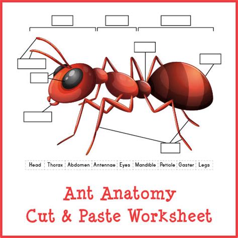 Ant Anatomy Cut And Paste Worksheet T Of Curiosity