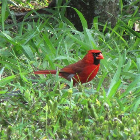 Hawaiʻi Birding Trails Northern Cardinal