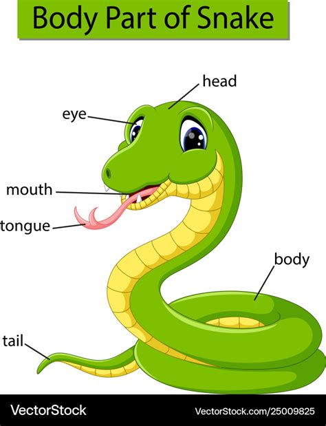 Diagram Showing Body Part Snake Royalty Free Vector Image