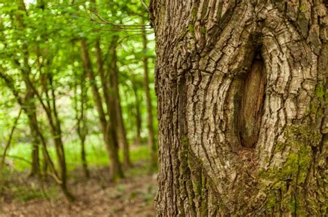 Eight Ways To Identify A Tree By Its Bark Nexus Newsfeed