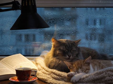Cozy Companions All Tucked In And Warm On A Rainy Night