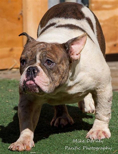 Meet The 78 Bulldogs Up For Adoption In Westminster Orange County