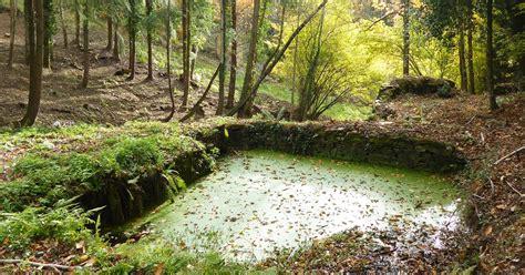Name popularity related names related ratings comments name days. La forêt de la Montagne noire | Espaces naturels sensibles ...