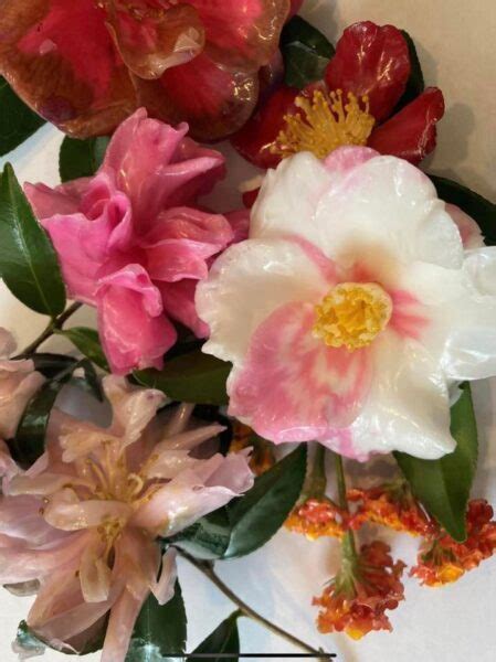 Camellias And The Art Of Waxing Flowers Explore Beaufort Sc