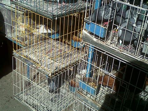 Comercio Ilegal De Pájaros En Avellaneda ~ Cosasdeanimales ~