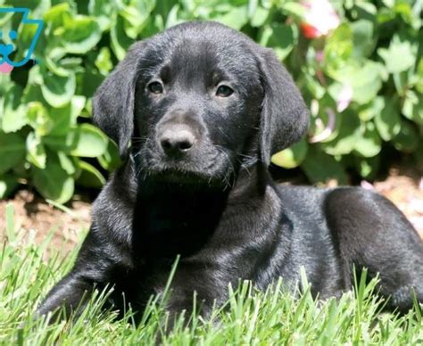 Mom is a purebred chocolate labrador and dad is a pure retriever. Labrador Retriever - Black Puppies For Sale | Puppy ...