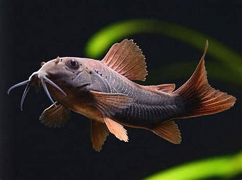 Black Venezuelan Cory Live Fish And Tropical Pets