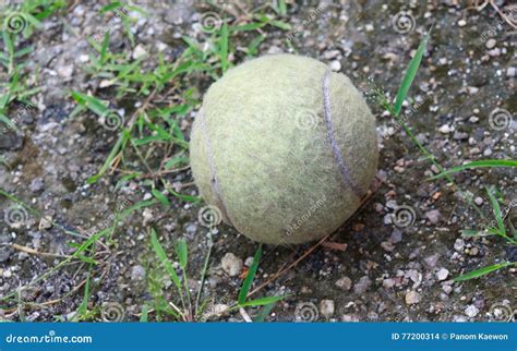Old Used Tennis Ball Stock Photo Image Of Round Design 77200314