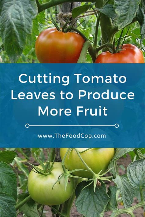 Cutting Tomato Leaves To Produce More Fruit The Food Cop