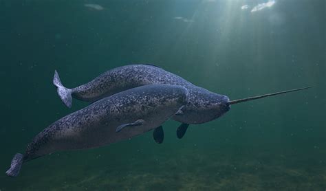 Inuit Hunters Help Researchers Listen To Narwhals Up Close Inside Science