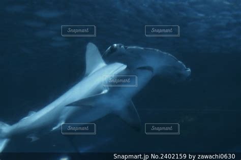 シュモクザメの写真・画像素材 2402159 Snapmart（スナップマート）