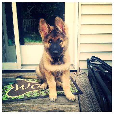 List Of Shiloh Shepherd Puppies Australia Ideas Lotus Wiring