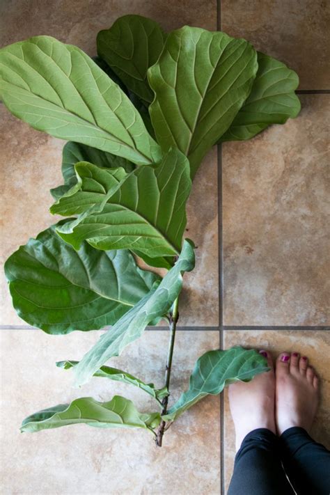 How To Prune And Propagate A Fiddle Leaf Fig Tree — Jaelan Mincey