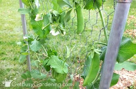 Learn how to build a cucumber trellis of your own…. How To Trellis Peas In Your Garden (EASY Guide) - Get Busy ...