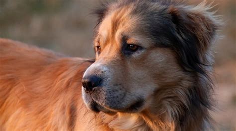 Can A Golden Retriever And A German Shepherd Dog Be Friends