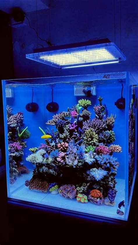 Saltwater Aquarium Setup Coral Reef Aquarium Saltwater Fish Tanks