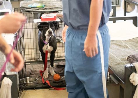 Prison Animal Programs Are Benefitting Both Inmates And Hard To Adopt