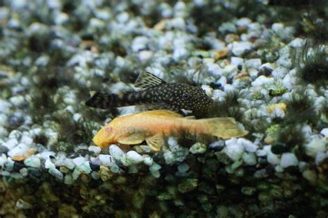 Albino Bristlenose Pleco The Complete Care Guide