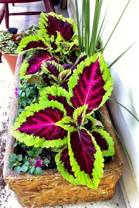 Feb 13, 2020 · if cut back after the first round of flowers, it may rebloom. kong rose coleus -- gorgeous | Container flowers, Plants ...