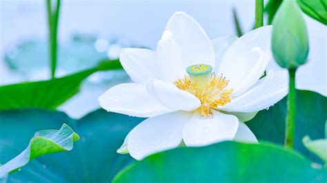 White Lotus Flower Hd Wallpaper Gambar Bunga