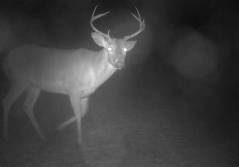 Keeping Zombie Deer Out Of Florida Panhandle Outdoors