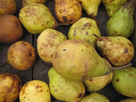 Oregon state university extension indicates that bartlett pears take only four to five days to ripen, while pears ripen faster when they get a longer chill period and take longer if the chill period was cut short. Vanilla Pear Granita - Not Eating Out in New York