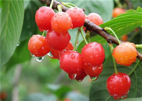 How To Grow Nanking Cherry Potted Plants The Plant Aide