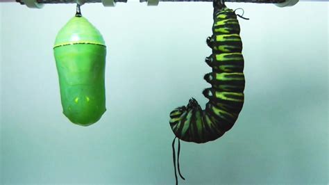 Crazy Time Lapse Video Of A Caterpillar Turning Into A Monarch