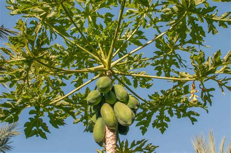Papaya Description Cultivation Uses And Facts Britannica