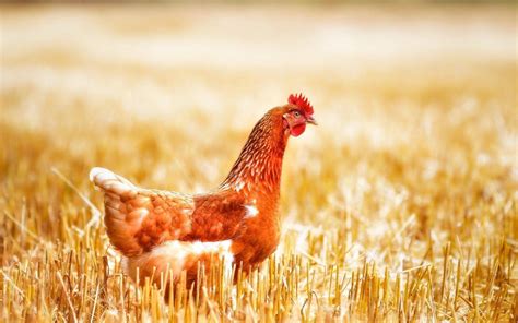 Maybe you would like to learn more about one of these? Chickens Wallpapers - Wallpaper Cave