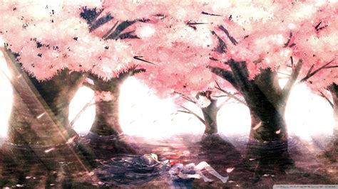 Anime Cherry Blossom Wallpaper Images