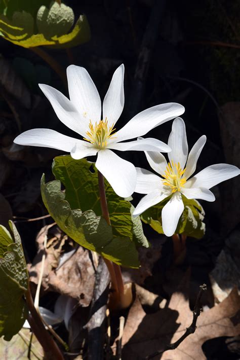 Bloodroot Bloodroot Sanguinaria Canadensis Baxters Hol Flickr