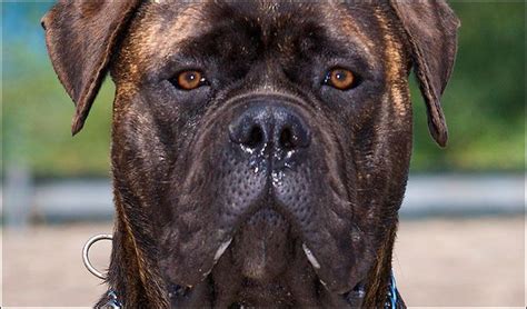 Maybe you would like to learn more about one of these? Pitbull Bullmastiff Mix | The wild | Pinterest | Mastiff dogs