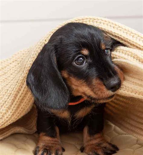 Teacup Dachshund A Guide To The Tiniest Wiener Dog