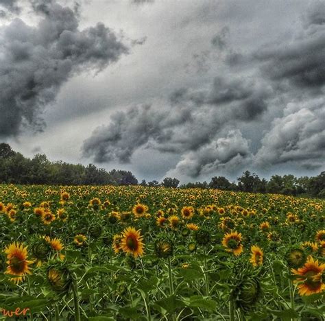 Sunflowers And Clouds Todays Image Earthsky