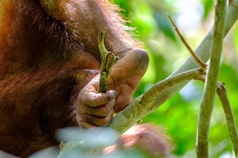 Stunning Photos And Facts About Orangutans Readers Digest