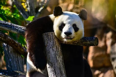 Tudo O Que Você Precisa Saber Sobre O Panda Gigante Ciência Galileu