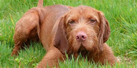 Bred to follow the magyar hunters on horse back, they have an amazing stamina and require a great amount of exercise and play. Wirehaired Vizsla - Price, Temperament, Life span ...